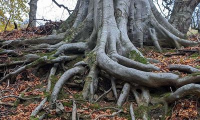 Country diary: Not long now till our favourite beech breaks and falls