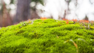 Types of moss – 5 evergreen plants for ground cover, containers and more