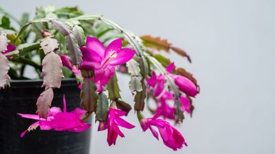 When to Stop Watering a Christmas Cactus — Timing Is Key for This Flourishing Bloom to Grow Beautifully