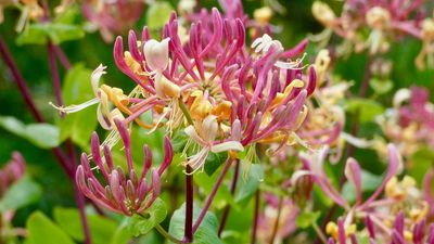 When to prune honeysuckle – experts share timing tips, plus advice on how to do it