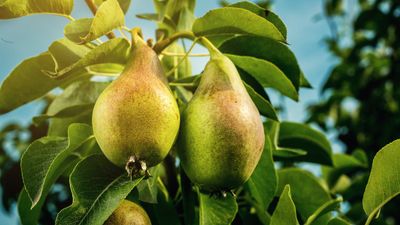 How to grow a pear tree – an expert guide to healthy and productive fruit, from planting to harvesting