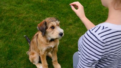 ​​The dominance theory in dog training is outdated, so here’s what you should be doing instead