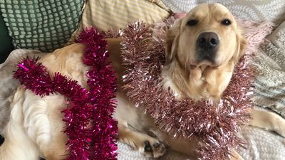 8 ways I’m involving my dog in Christmas festivities this year