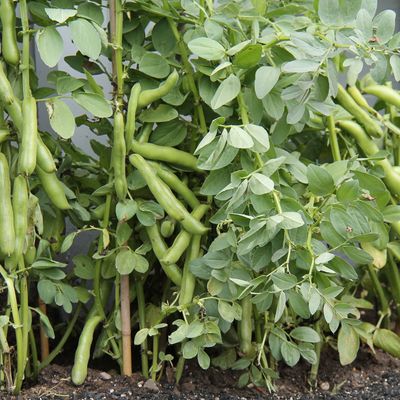 How to grow broad beans this winter – one of the easiest (and tastiest) crops to grow in a small vegetable garden