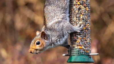 How to protect your bird feeder from hungry squirrels in 5 steps