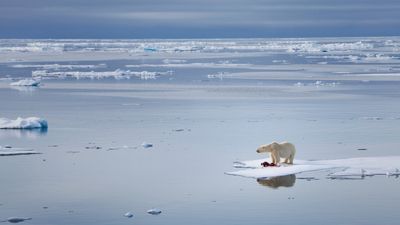 'Ominous milestone for the planet': Arctic Ocean's 1st ice-free day could be just 3 years away, alarming study finds