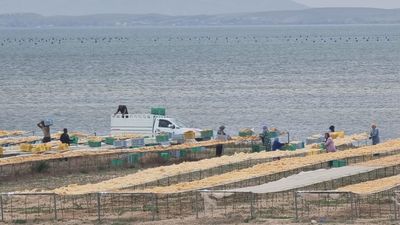 How the Tunisian sun is turning red algae into food industry gold