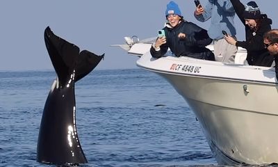 Watch: Orca performs ‘headstand’ during rare San Diego sighting