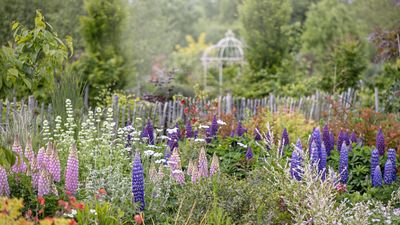 6 of the easiest perennials to grow – for a flower filled garden without any fuss