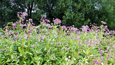 How to eliminate invasive weeds in your yard – identify and eradicate problem plants from your borders