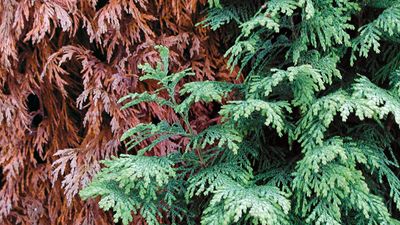 What is winter burn and how do you prevent it from blighting your evergreens?