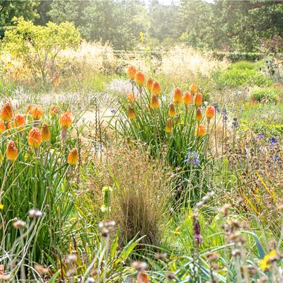 ‘Matrix planting’ is the new garden border trend to know about in 2025– here’s how to get the look at home