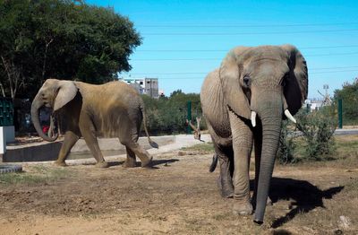 An elephant dies of apparent heart failure in Pakistan weeks after family reunion