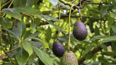 How to protect avocado trees in winter – expert advice to keep these fruiting trees safe from the cold