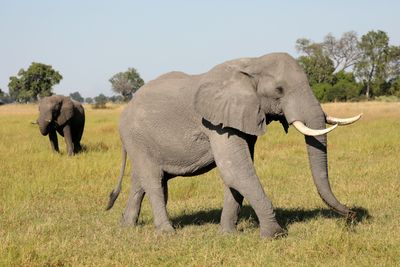 Did toxic algae kill hundreds of elephants in Botswana?