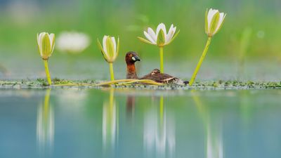 "I waited for three hours to photograph the moment when I could get the perfect frame of that little bird and its baby along with the flowers"