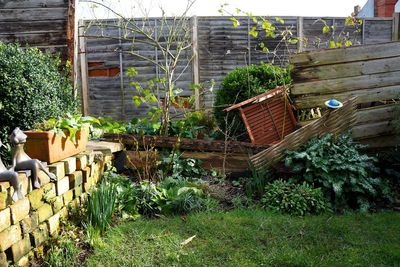 How to rescue your garden from storm damage