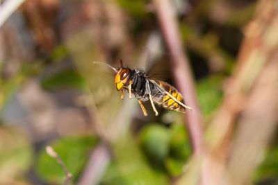 Rapid action against invasive bee-killing hornet has halted spread, study finds