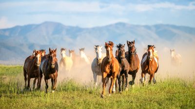 From the mustang to the Carolina Marsh Tacky – explore the fascinating horse breeds that are native to America