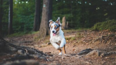 Is your dog full of energy? Expert reveals how to use it to your advantage