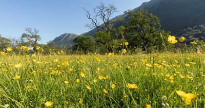 SSEN unites with Scottish nature charity to assist in Highland restoration