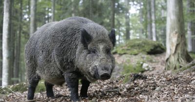 Fears over 'out of control' wild boars in Highlands