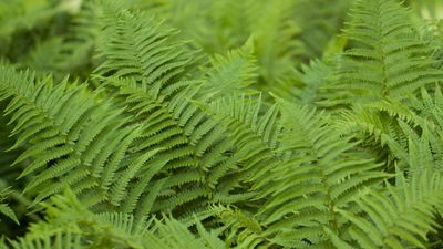 Do you need to prune ferns? Expert gardeners say yes, plus when and how to do it