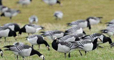 NatureScot sets priorities after Scottish Biodiversity Strategy publication