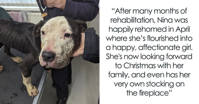 Dog Who Was Rescued From A Freezing Cold Backyard Will Spend Her First Christmas In Fur-Ever Home