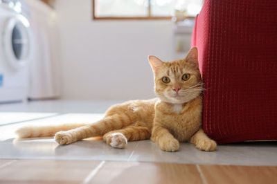 Geneticists Have Finally Figured Out How Orange Cats Got Their Color