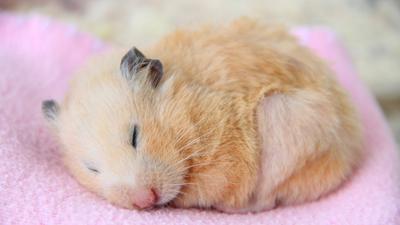 Do hamsters hibernate? Your questions, answered by a vet