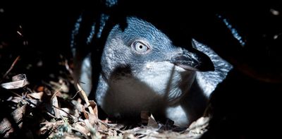 ‘Unseen world’: researchers capture fascinating footage of the world’s smallest penguins in a bid to save them