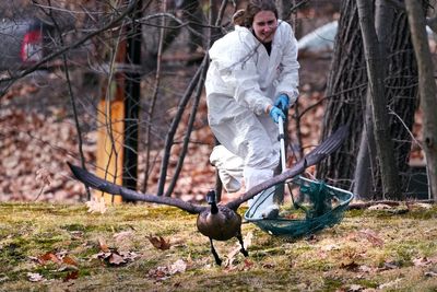 Rescuers scramble to save dozens of geese and ducks soaked during oil spill in Boston