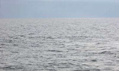 How many endangered right whales can you spot in this image?