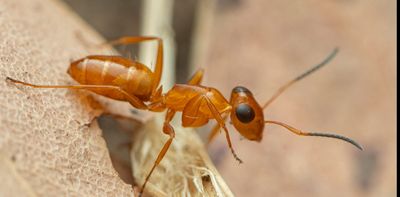 Around 9,000 species have already gone extinct in Australia and we’ll likely lose another this week – new study