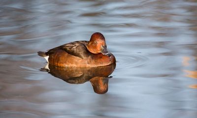 Country diary: A local rarity, a mug of hot chocolate in bird form