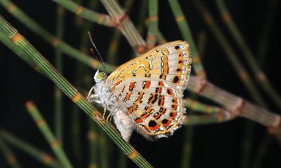 Up to three insect species become extinct in Australia every week, report says