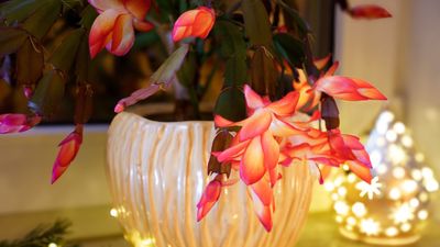 Why Are My Christmas Cactus Buds Falling Off? Expert Reveals the Reasons Behind This Beauties Dropped Blooms