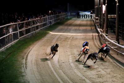 New Zealand moves to ban greyhound racing by 2026 over welfare concerns