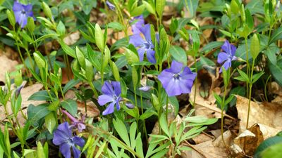 How to grow periwinkle – for a shade-tolerant and sprawling ground cover plant