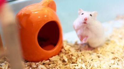 How big should a hamster cage be? Our vet weighs in and explains