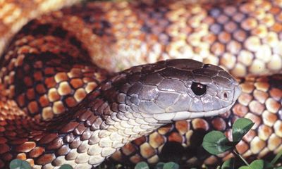 It’s a big year for snakes in Australia. In fact, it’s always going to be a big year, so homework helps