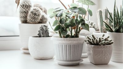 If you struggle to get houseplants through winter, you're probably making one of these 5 common mistakes – experts share how to avoid them this year