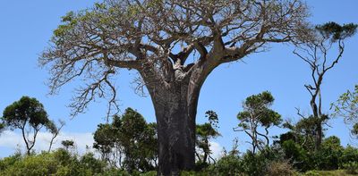 Baobab is a superfood with growing global demand – that’s bad news for the sacred African tree