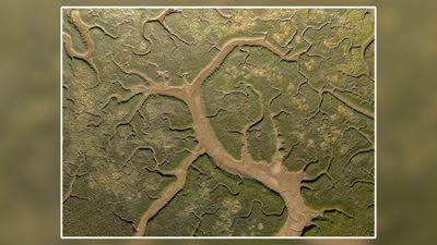 No, this isn't a close-up of a leaf. It's Newquay photographed from 400ft...