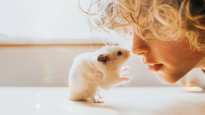 Do hamsters smell? Yes, but here are 3 vet-approved ways to get rid of bad odors