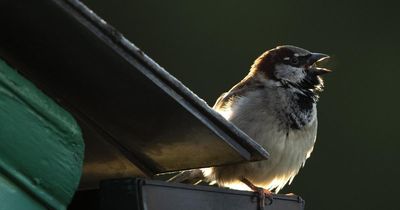 NatureScot grants more than £1 million to biodiversity restoration projects