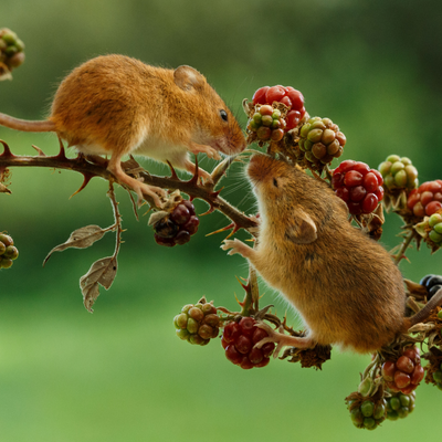 4 scents mice hate - experts explain how to use them to ward off unwanted houseguests