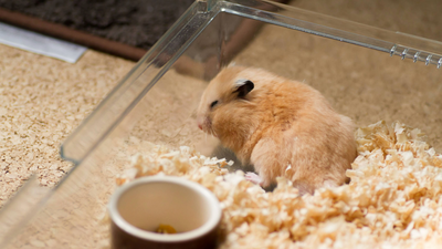 Why is my hamster sleeping in the corner of their cage? A vet shares 4 common reasons