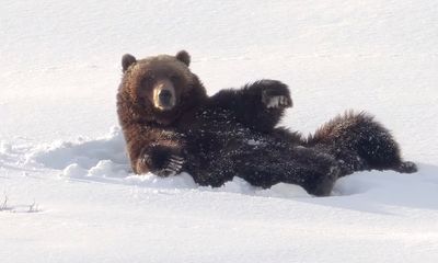 Watch: Hibernate? Yellowstone grizzly bear would rather make snow angels